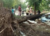 Trees fallen after midnight storm