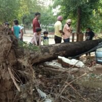 Trees fallen after midnight storm