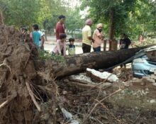 Trees fallen after midnight storm