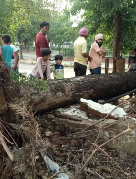 Trees fallen after midnight storm