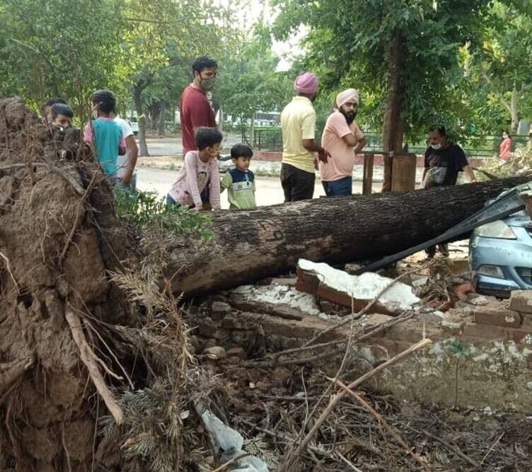 Trees fallen after midnight storm