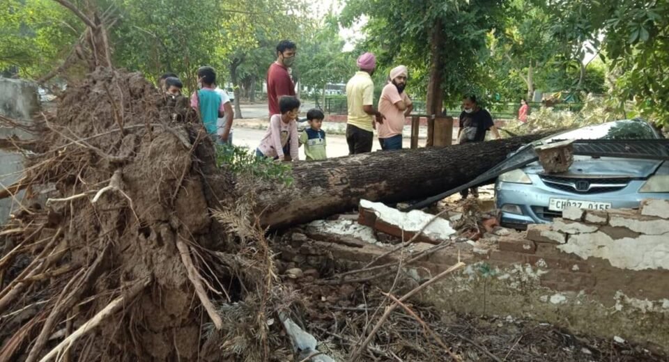 Trees fallen after midnight storm
