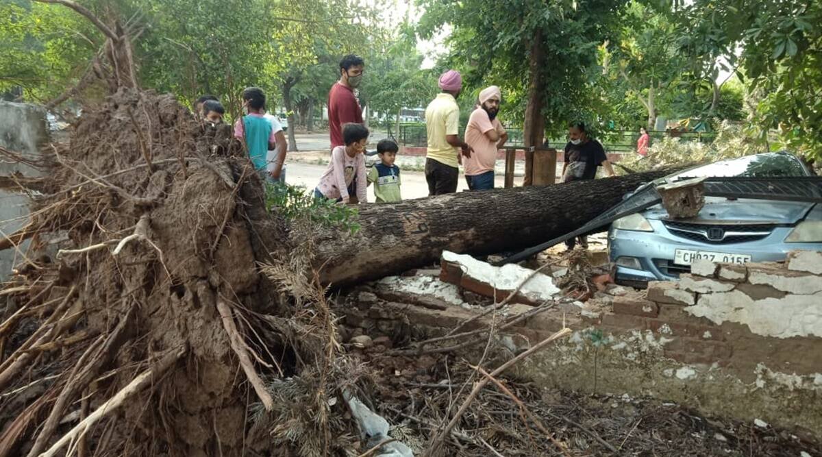 Trees fallen after midnight storm