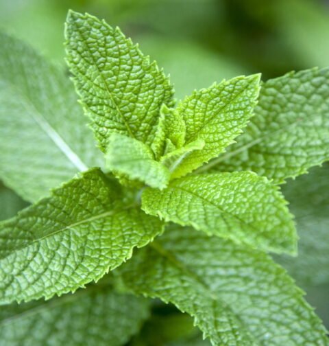 Benefits-of-Mint-Leaves