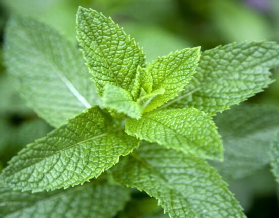 Benefits-of-Mint-Leaves