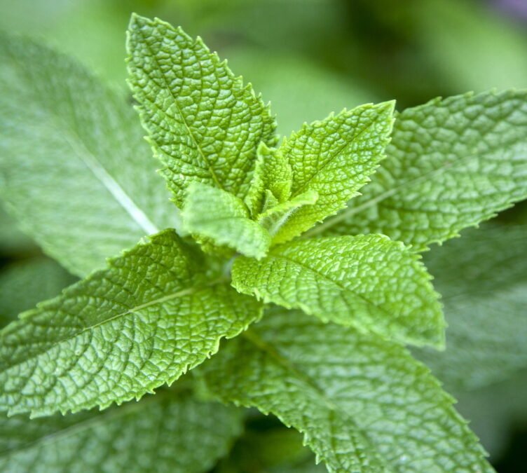 Benefits-of-Mint-Leaves