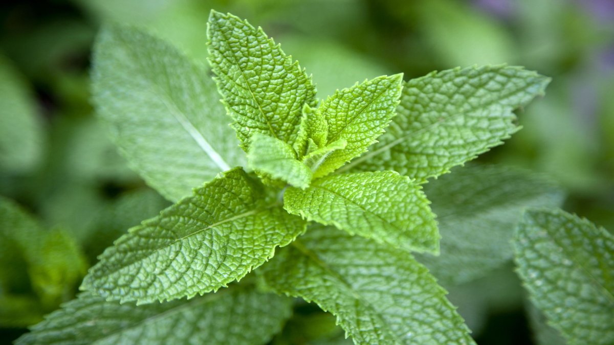 Benefits-of-Mint-Leaves