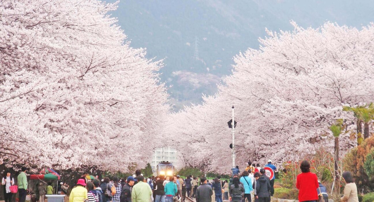 cherry blossom festival