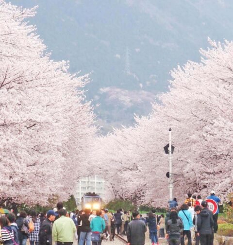 cherry blossom festival