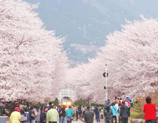cherry blossom festival