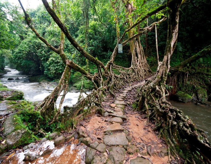 Meghalaya 'living root bridges